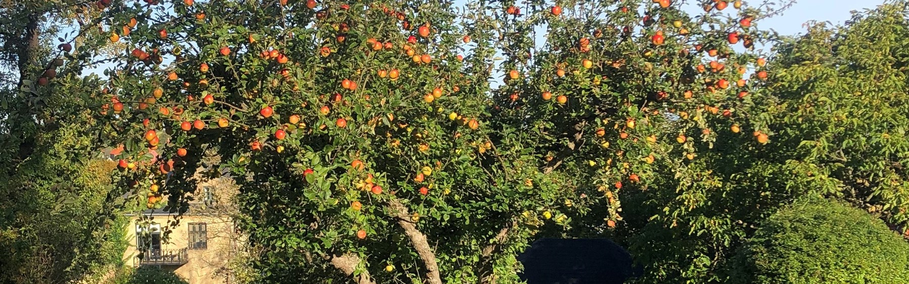 Æbletræ