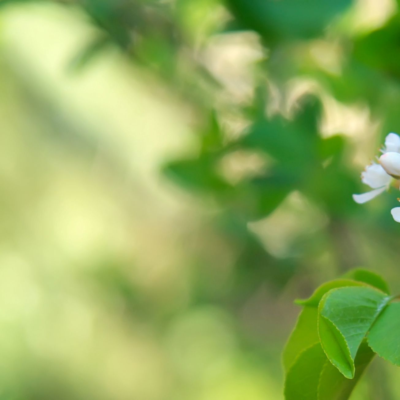 Blomst